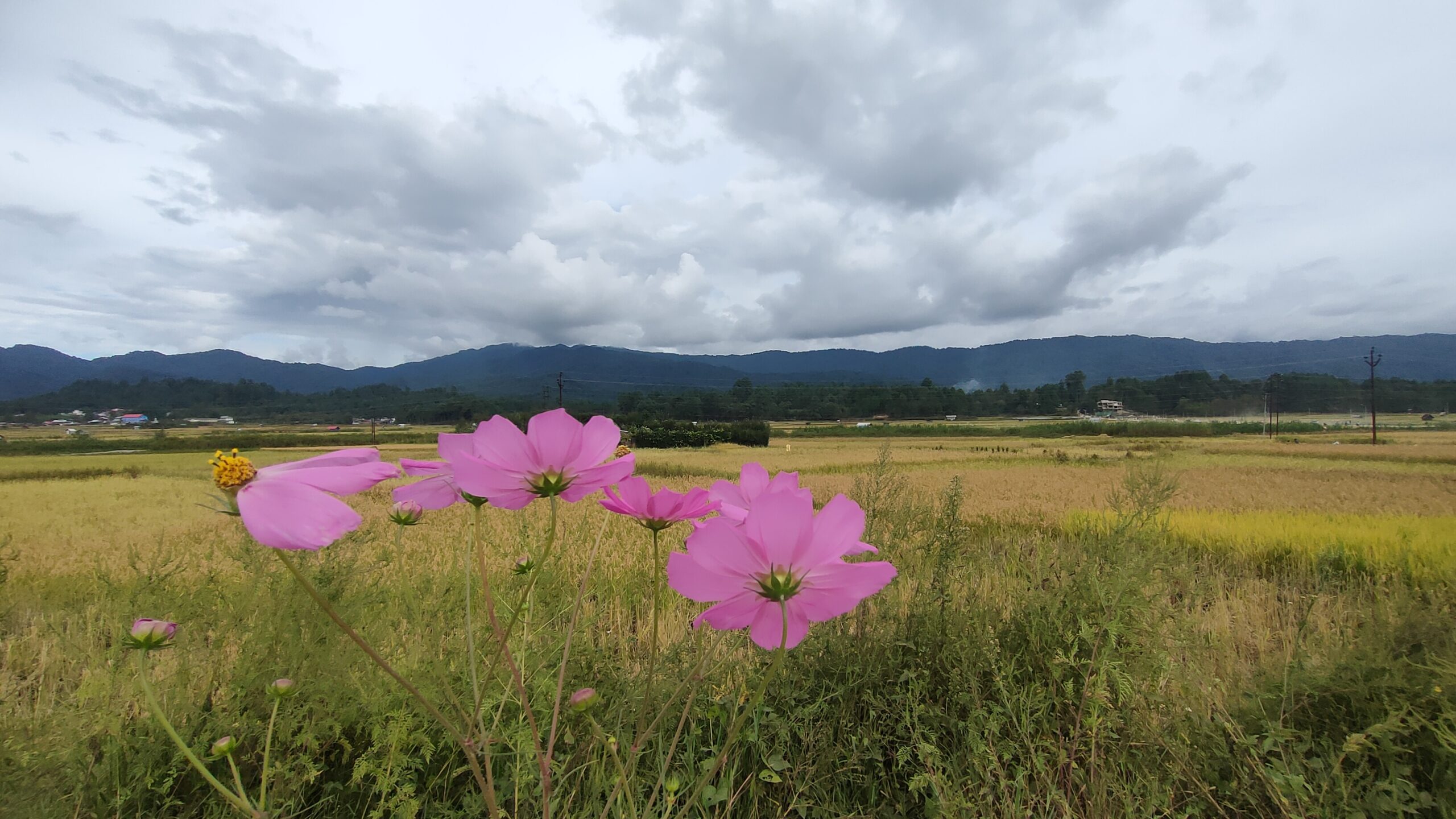 Ziro Valley